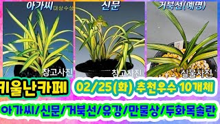 02/25(화) 추천우수 10개체 [1.아가씨 2.신문 3.유강 4.거북선 5.만물상 6.엽성황중투  7.두화목솔란 8.입변황 복륜 9.백산반녹호 10.태극선]