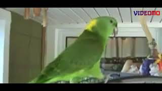 Parrot (Boozle) Singing Birthday song - Happy Birthday to you