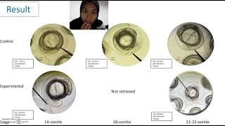 (G17) Lab 4: embryonic development of Anabas testudineus