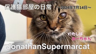 【保護猫】個性豊かな猫たちのキュートな日常〜 2024年7月14日〜