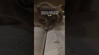 কবি বলেছেন ভোগে নয় ত্যাগেই প্রকৃত সুখ😵‍💫#banglastatus#cat#quotes #funnyanimal#quotes#funnycatvideos