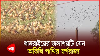 ধামরাইয়ে অতিথি পাখির কিচিরমিচির শব্দে মুখরিত জলাশয় | Dhamrai | Guest Bird | PB