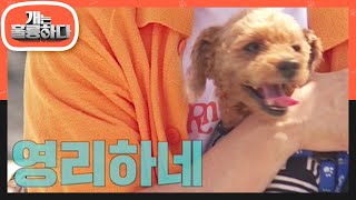 인간의 악행 속에서 구조된 푸들 베리의 근황! ꐦ•̑ ᴥ •̑ [개는 훌륭하다/Dogs Are Incredible] | KBS 220613 방송