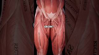 BULLETPROOF Your Groin (Adductors)💪🏼