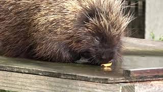 浜松動物園のカナダヤマアラシ