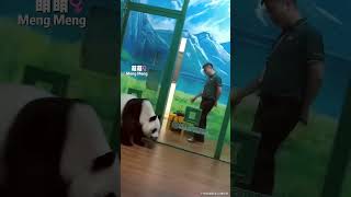 萌萌带娃久了，心情不美丽了【Panda：♀萌萌Meng Meng、♀妹猪Mei Zhu】#大熊猫 #cute #panda #shorts