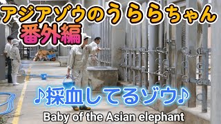 アジアゾウのうららちゃん（番外編）♪採血してるゾウ♪（東山動植物園）Baby of the Asian elephant