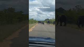 elephants in Krugernationalpark🐘🐘🐘#animals #krugerpark #nature #アフリカ#アフリカゾウ