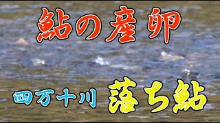 鮎の産卵と落ち鮎　四万十川