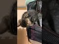 脱走する子猫🐈 ねこ 猫 子猫 ねこ動画