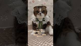 【ねねともきなこ猫介護日記】トモ一回勝負♡ #cat #cats #cute #catlover #catvideos