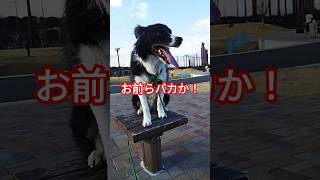 バカな飼い主はマヂ迷惑！　#shorts #犬とお出かけ #ボーダーコリー #ハイエースで車中泊 #犬の問題行動