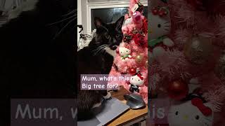 Mum, what's this big treenis for? #cat #christmas #tree #christmastree