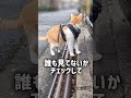 神々しい尾をもつ猫 元野良猫チャチャ 猫武将 猫侍 ねこ チャチャ cat 猫