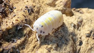 魔法が掛かった美しすぎるダンゴムシの飼い方【Armadillidium vulgare \