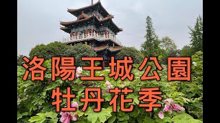 [大陸]洛陽牡丹花季