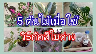 เผยสูตรสกัดช่วยให้ต้นไม้ใบด่างมีใบสวยสดใส