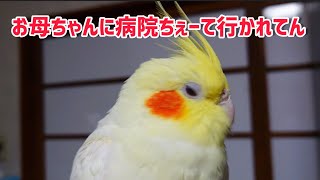 健診に行った心情を福井弁で語るオカメインコ