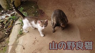 【山の野良猫】朝ごはんを急かされる私…【野良猫親子】