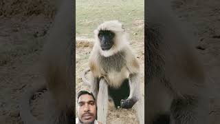#monkey #funny #animals #greenscreen #2025 #funnymonkey