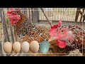 How to Make Your Chickens Produce Bigger Eggs 🥚🥚🥚