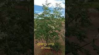 muringa cultivation murungai sagupadi முருங்கை விவசாயம் முருங்கை சாகுபடி முருங்கைக்காய் முருங்கைகீரை