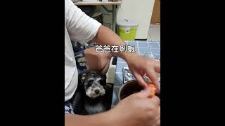 Schnauzer雪納瑞【旺仔成長日記】吃蝦蝦-1歲