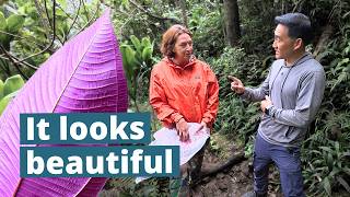 Hawaii Is Trying to Stop This Plant Before Flooding Gets Worse | OISC