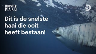 Kunnen we de haai 'Monster Mako' binnenkort spotten in Nederland? - Shark Week