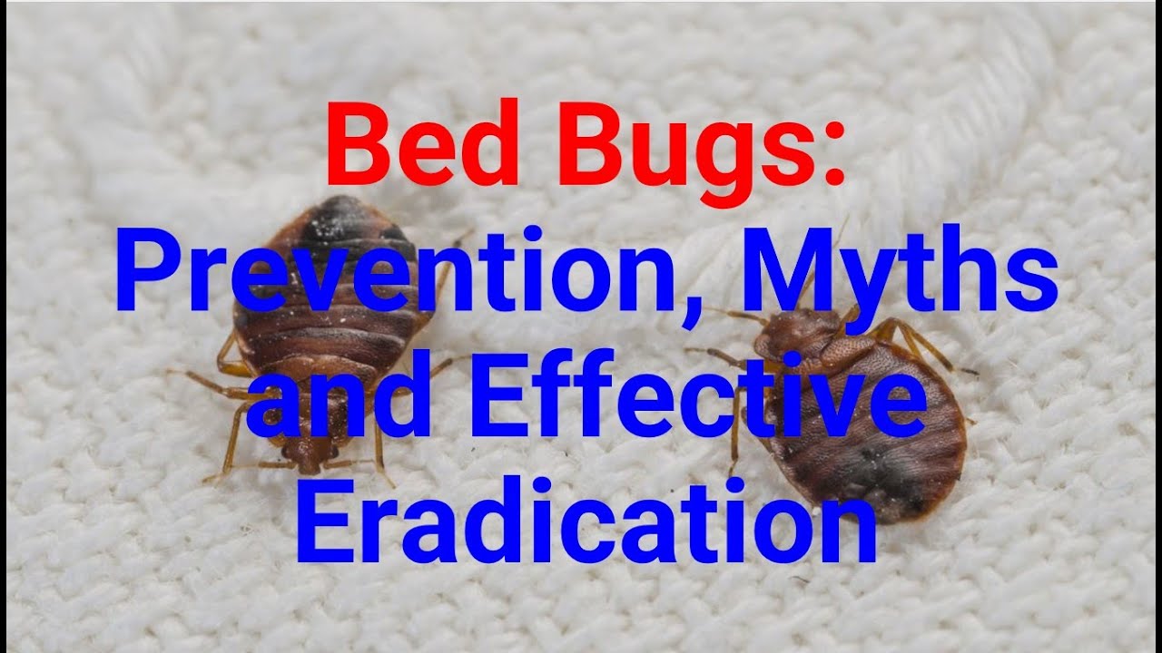 Bed Bugs: Prevention, Myths And Effective Eradication - YouTube