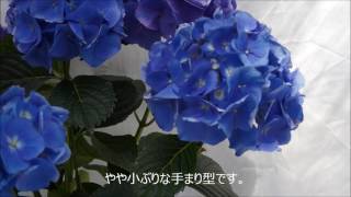 セルリアンブルーyoutube　sakamotoengei さかもと園芸　ギフト　プレゼント　鉢花　母の日　hydrangea　あじさい　cyclamen　シクラメン　japan　群馬の鉢花　カオプ