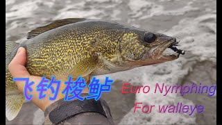 飞钓梭鲈---假毛钩 VS 真蚯蚓，俩小时胳膊拉酸。Euro nymphing for walleye