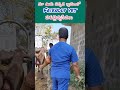 మా ఊరు పక్కన friendly vet levitating song animal lovers perucross kodipunjulusales music gp