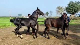 New Marwari Horse Mating Video / Stallion Khawab Sired by Alishan Rohetgarh