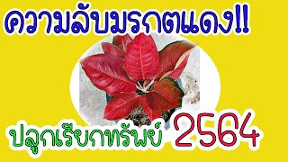 เสริมดวงการเงิน!!!ความลับมรกตแดง 2564 ปลูกทิศไหนเสริมดวงการเงินให้ปังแบบฉุดไม่อยู่