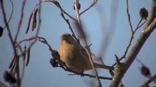 野鳥撮影・ ベニマシコ　Long-tailed Rosefinch