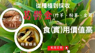 葛鬱金從種植到採收｜動手做，怎麼清洗？怎麼去殼？怎麼煮？｜真食物更有好味道