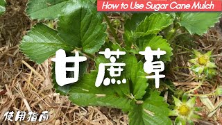 甘蔗草（Sugar Cane Mulch）的妙用，聊菜园有机覆盖的必要性