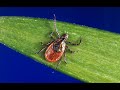 Here's what you need to know and lookout for this tick season