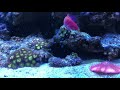 Dreaming Reef Ep 20 (Flaming Hot Wrasses and 50 Subscriber giveaway contest !!)