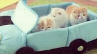Random cat pictures