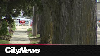 Multiple people injured in dog attack in West Edmonton Thursday