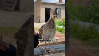 Two cute little peacocks. #shortsvideo #amimals