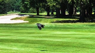 Confused crow steals golf ball!! INSANE ONE IN A MILLION VIDEO!