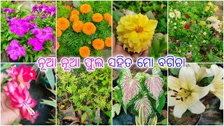 ମୋ ବଗିଚାରେ ଫୁଟିଛି ନୂଆ ନୂଆ ଫୁଲ #sundaygardenoverview #wintergarden #winterfloweringplants #viralvideo