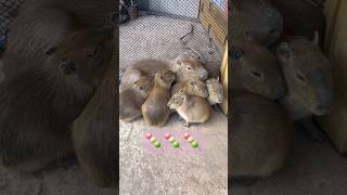 カピ団子🍡 Capybara dumplings #カピバラ #cute