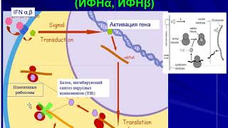 Гуморальный врожденный иммунитет