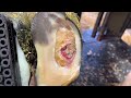 fluid release means instant relief for this cow’s hoof