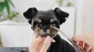 Magical Cut that Turns into an Adorable Teddy Bear - Check it out!