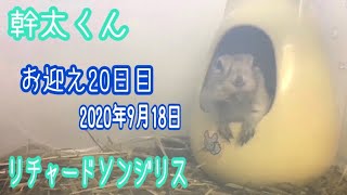 お迎え20日目。【リチャードソンジリスの幹太】